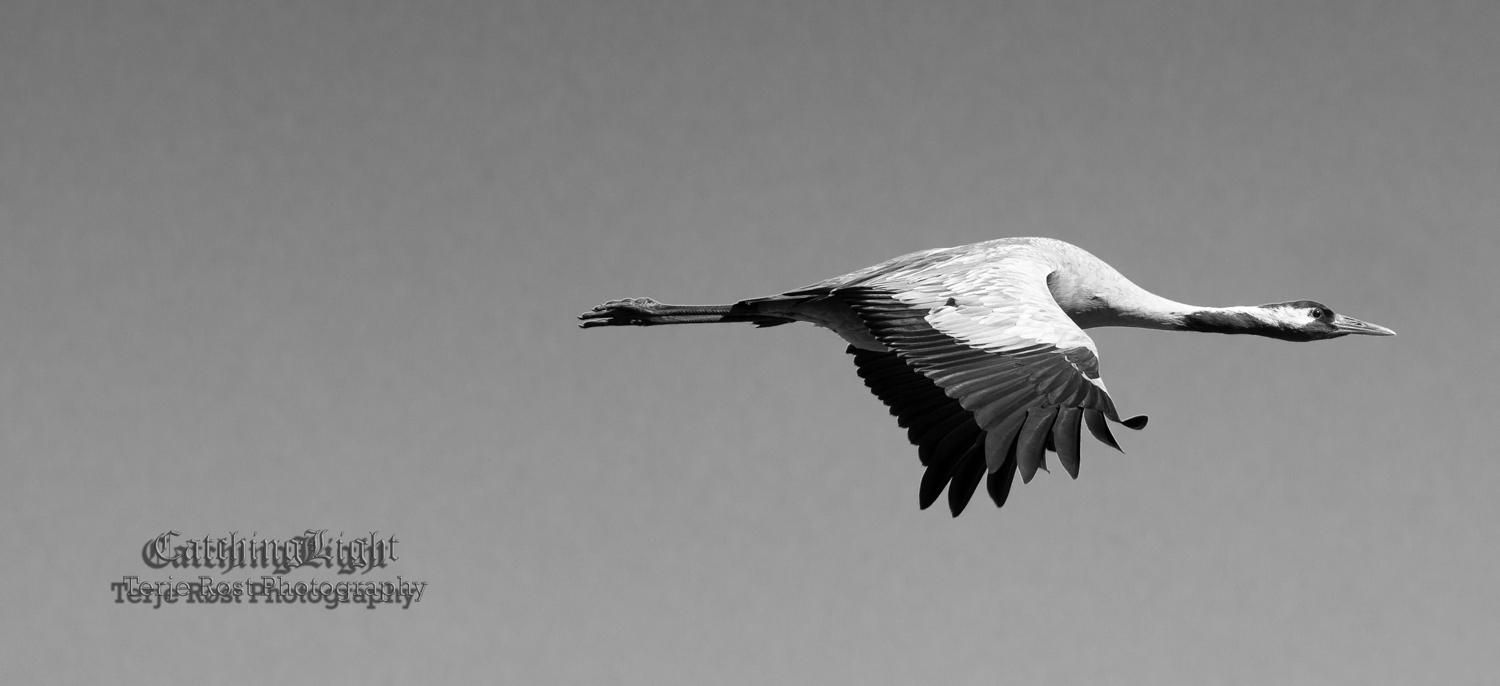 Crane in flight